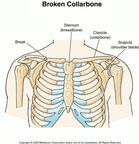 collar_bone-964